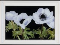 Weiße Anemonen
